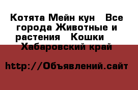 Котята Мейн кун - Все города Животные и растения » Кошки   . Хабаровский край